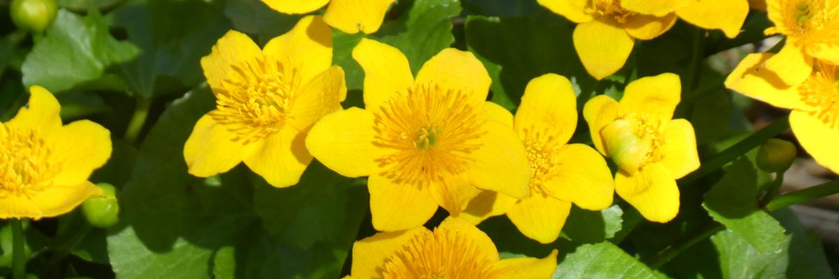 Gelbe Blumen