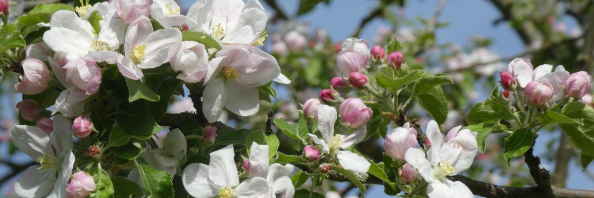 Apfelblüten