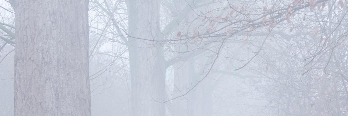 Herbstlicher Wald im Nebel