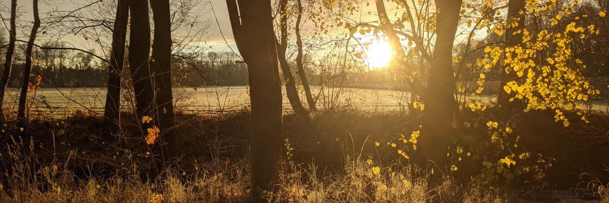 Herbstlicher Wald