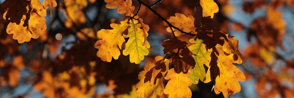 Herbstlaub