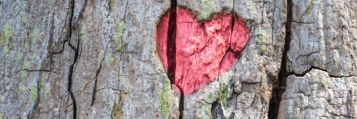 Rotes Herz in Rinde