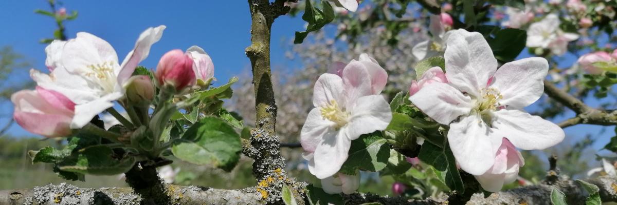 aufblühende Apfelblüten