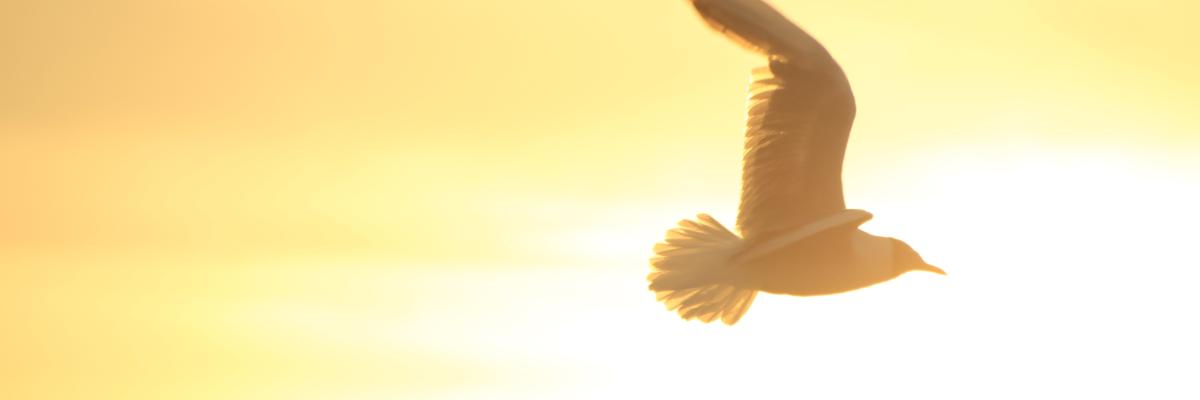 Im Sonnenlicht fliegende Möwe